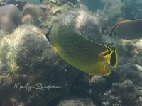 Rasterkoraalvlinder [Chaetodon rafflesii]